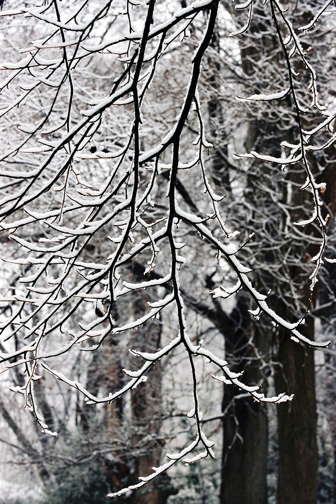 Winter Snowy Branches, Bramshaw Wood